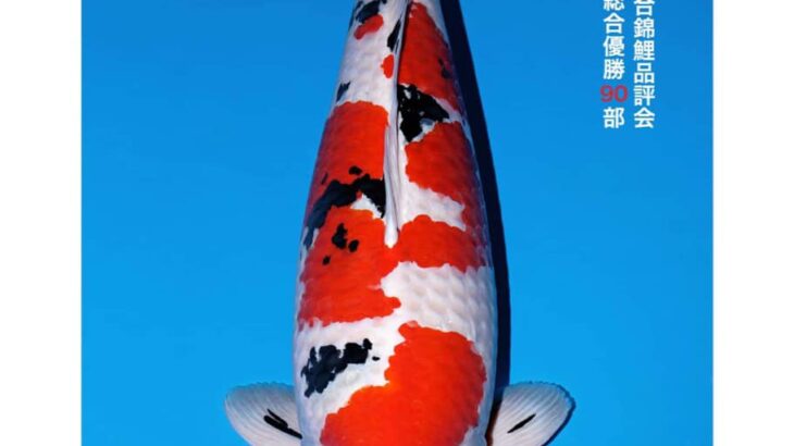 All Japan Koi Show 2024