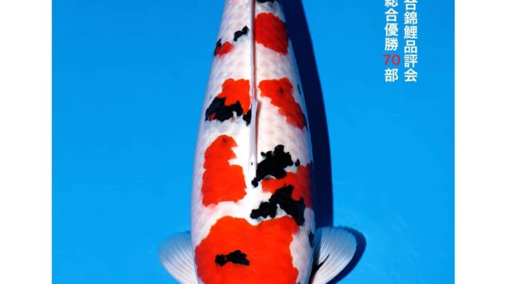 All Japan Koi Show 2024