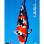 All Japan Koi Show 2024