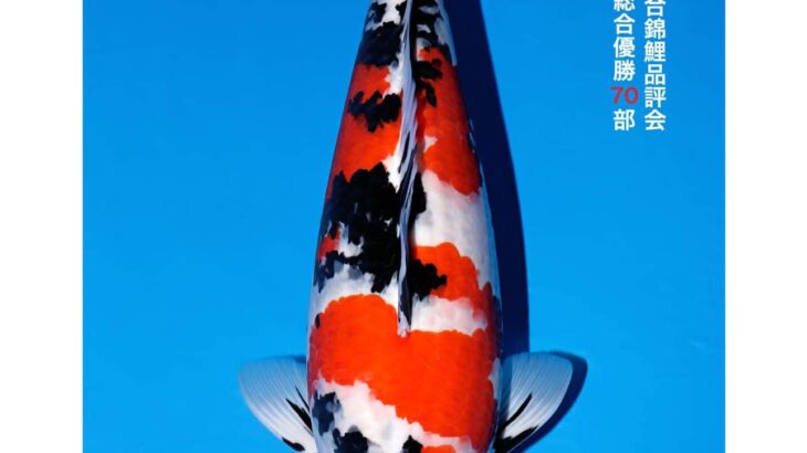 All Japan Koi Show 2024