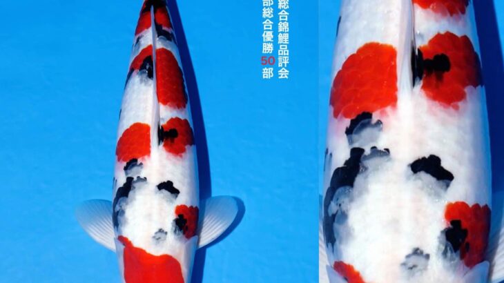 All Japan Koi Show 2024