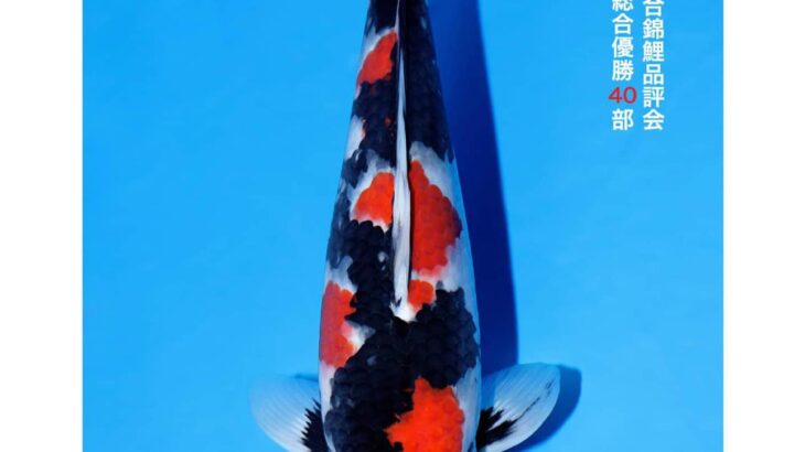 All Japan Koi Show 2024