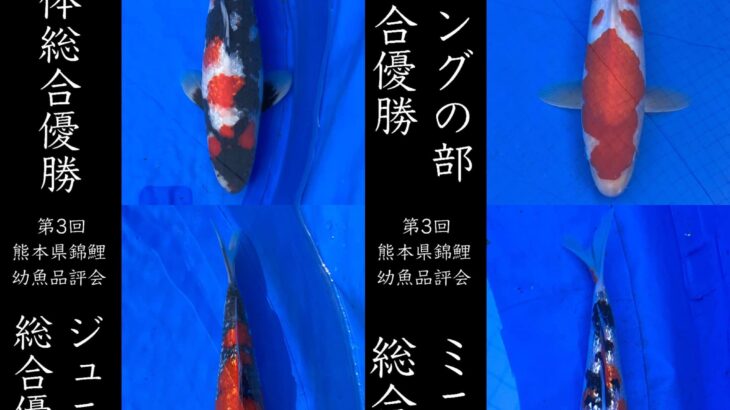 第3回熊本県錦鯉幼魚品評会&即売会