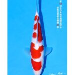 All Japan Koi Show 2024