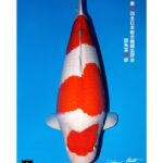 54th All Japan Koi Show