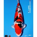 54th All Japan Koi Show