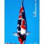 54th All Japan Koi Show