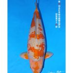 54th All Japan Koi Show