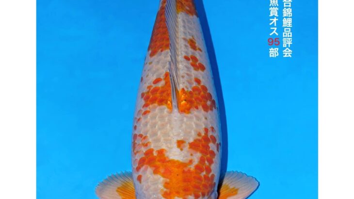 54th All Japan Koi Show