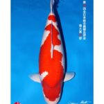 54th All Japan Koi Show