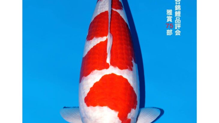 54th All Japan Koi Show