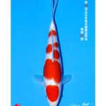 54th All Japan Koi Show