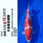 THE 40th NISHIKIGOI ALL JAPAN YOUNG KOI SHOW