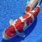 The All-American Koi Show Las Vegas.