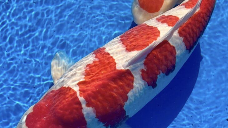 The All-American Koi Show Las Vegas.