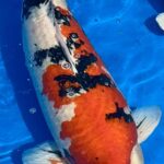 1st All American Koi Show