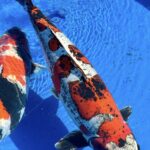 The All-American Koi Show Las Vegas.