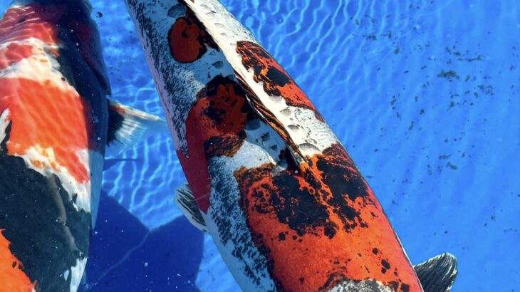 The All-American Koi Show Las Vegas.