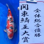 ZNA Kanto District Koi Show 2024