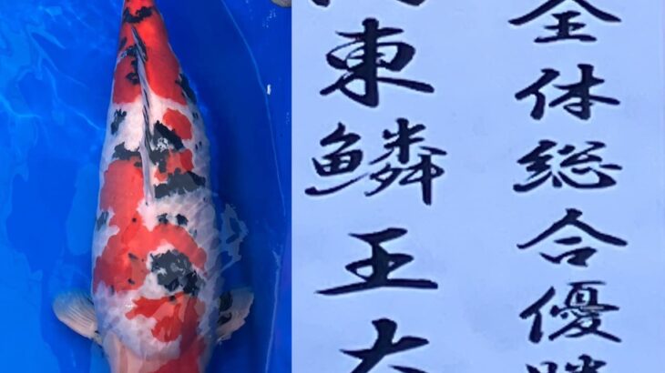 ZNA Kanto District Koi Show 2024