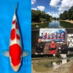 Love Marujyu koi farm breed