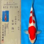 Love Marujyu koi farm breed