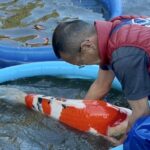 Oyama fish Farm  Hiroshima