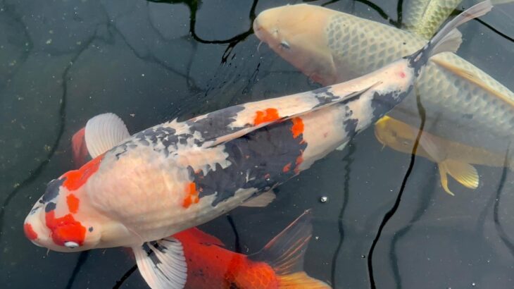 Oyama fish Farm  Hiroshima