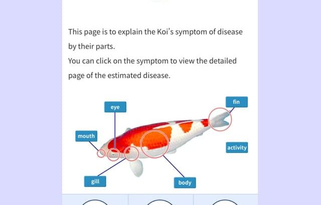 English version of Koi clinic