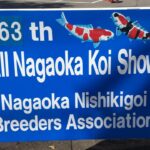 Th63 All Nagaoka koi show visit.