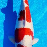 Fukui prefecture koi show visit. 5 November 2016.