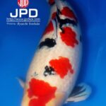 All Indonesia koi show 2016 16-18 Dec