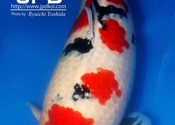 All Indonesia koi show 2016 16-18 Dec