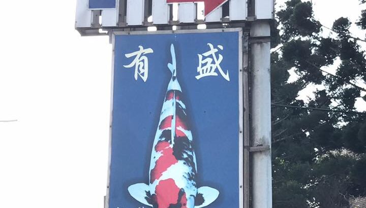 有盛锦鲤visit in Taiwan .