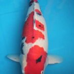 Prestigious awards twice in 李永華 Koi Farm before from their own breeding koi.