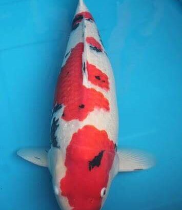 Prestigious awards twice in 李永華 Koi Farm before from their own breeding koi.