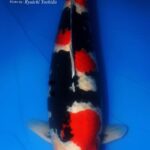 All Indonesia koi show 2016 16-18 December