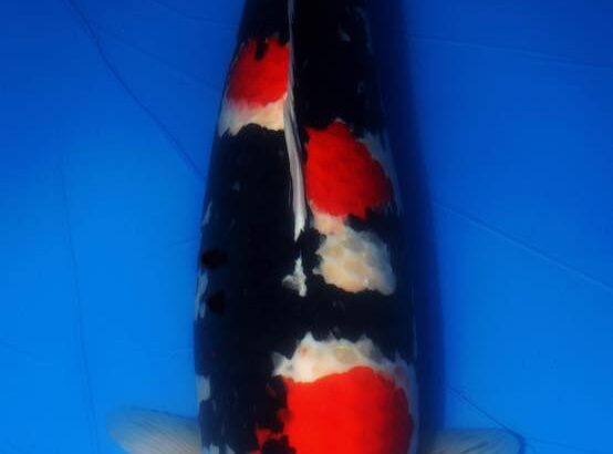 All Indonesia koi show 2016 16-18 December