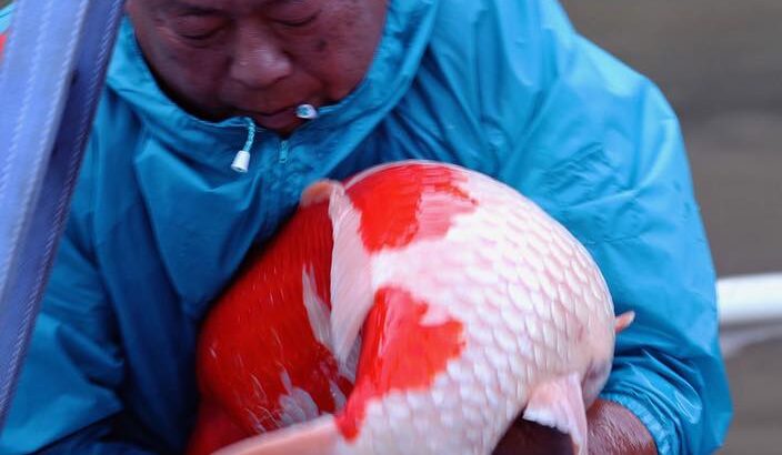 Miyoshi koi farm main harvest visit.