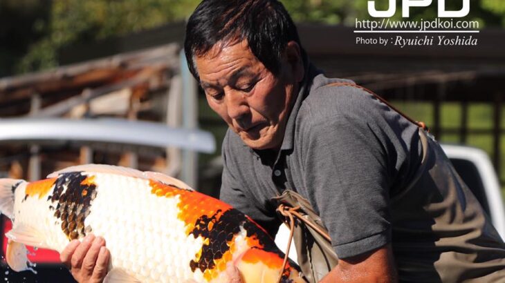 Marushin Koi farm visit on 12 October 2016.