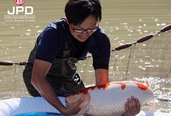 Marushin Koi farm visit on 12 October 2016.