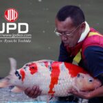 Miyoshi koi farm main harvest visit.