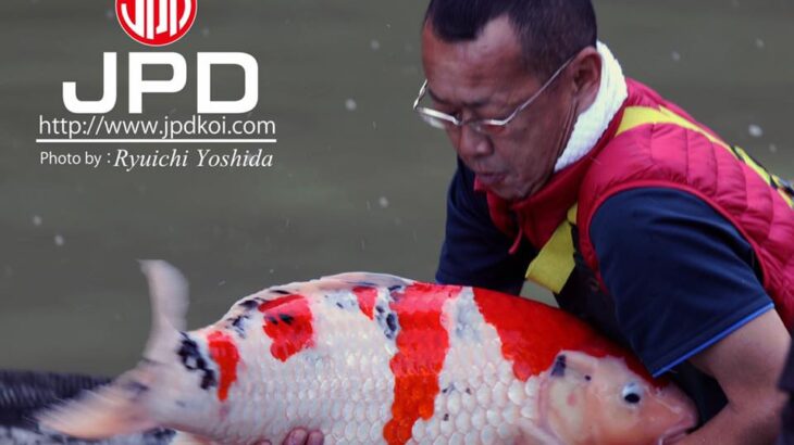 Miyoshi koi farm main harvest visit.