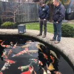 A4Koi visit. Around 13 years relationship.