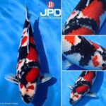 All Japan Young Koi Show 2015.