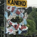 Kaneko koi farm