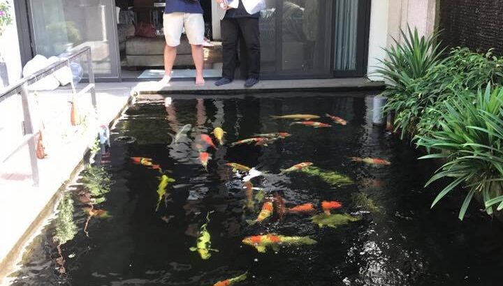 Vietnam koi hobbyist Mr.Victor house visit.