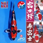 AO. Aokiya got the Grand Champion B at International Junior Koi Show 2017.