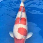 Belgium Koi Show 24-25.2017.