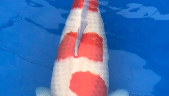 Belgium Koi Show 24-25.2017.